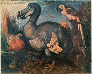 Dodo